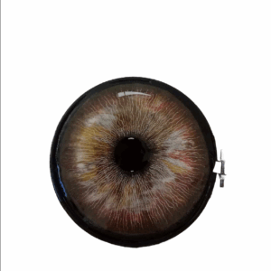 Œil marron