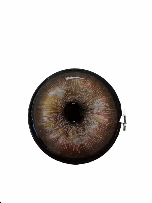 Œil marron